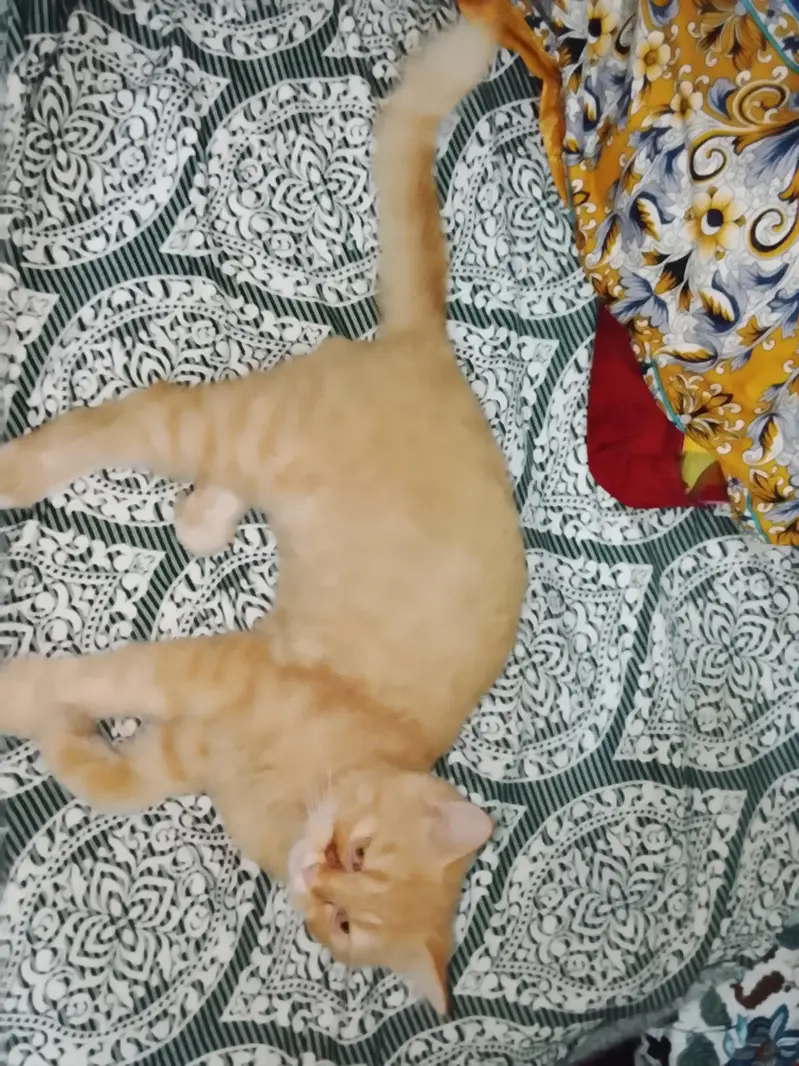 persian cat male and female pair hai /punch/ vaccination card bi hai — photo 2