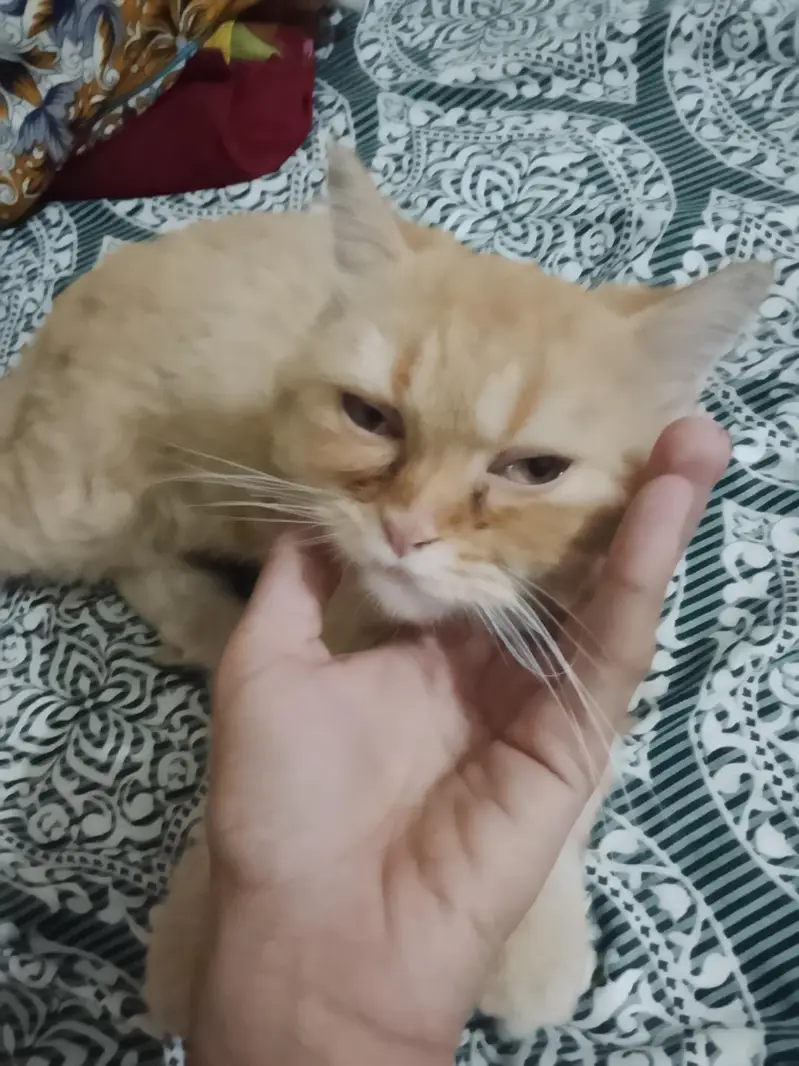 persian cat male and female pair hai /punch/ vaccination card bi hai — photo 3