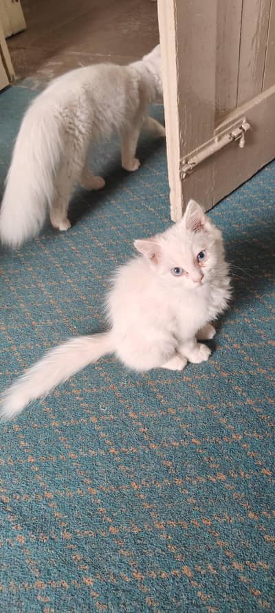 A pair of persian cats.
