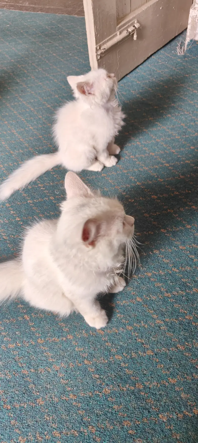 A pair of persian cats. — photo 2