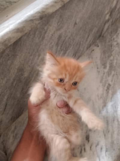kitten for sale