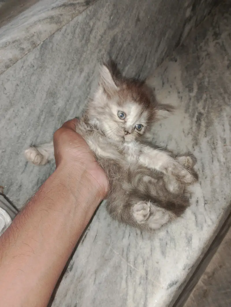 kitten for sale — photo 2