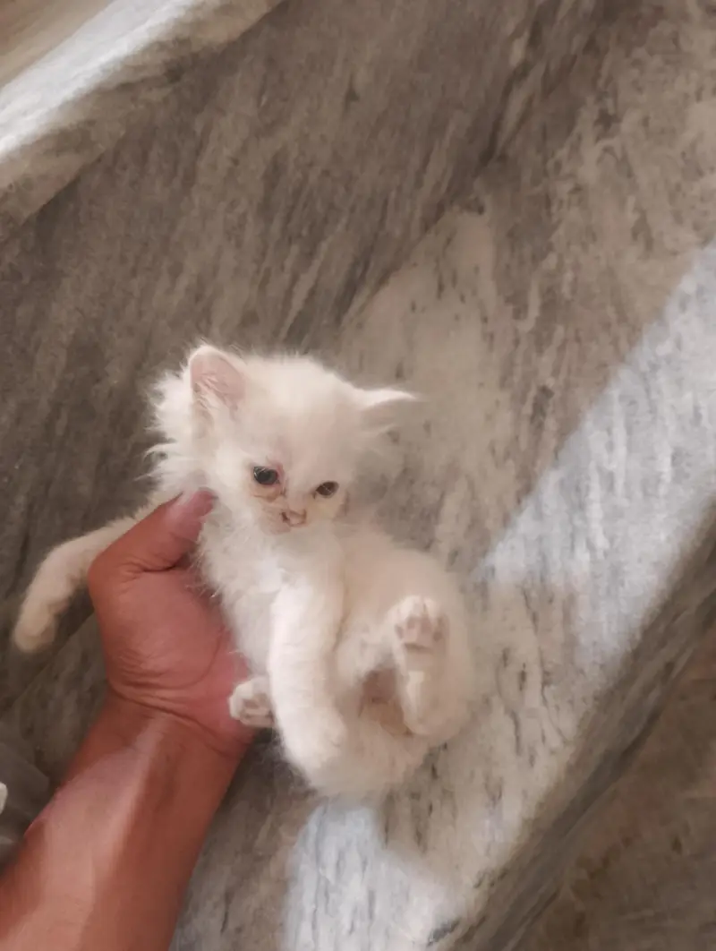 kitten for sale — photo 3