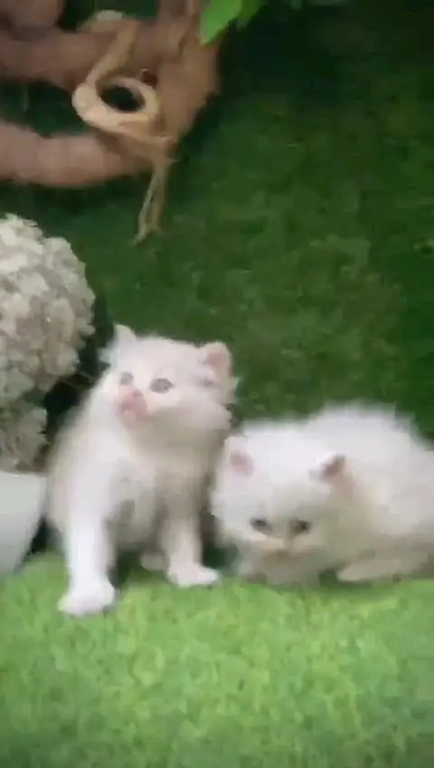 Quality Persian panch face cat and kitten WhatsAp 03401430037 — photo 2