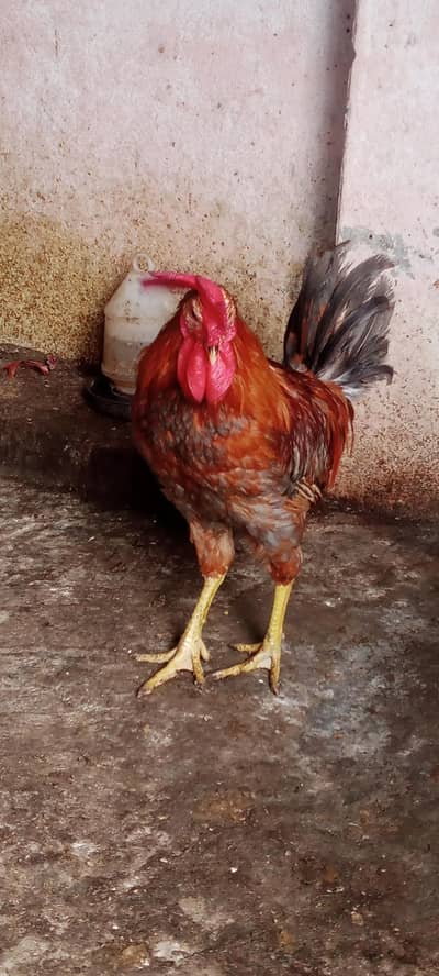 sale sale 5000 k 6 desi ghr k pale huwe murghe  price full final he