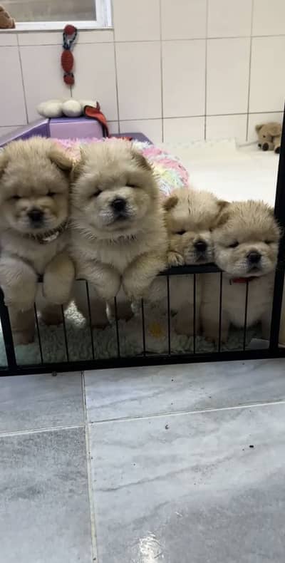 Chow chow pedigree microchipped puppies available for import