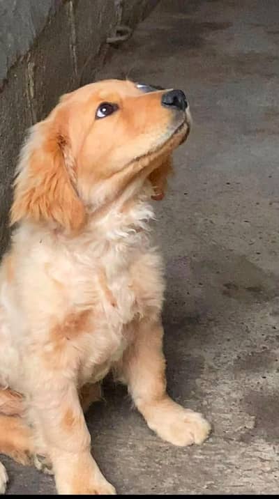 golden retriever