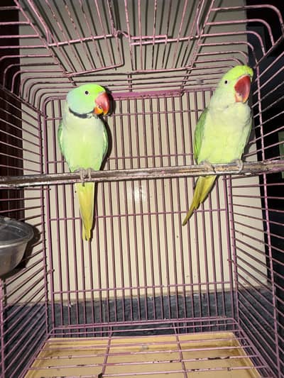 Parrot