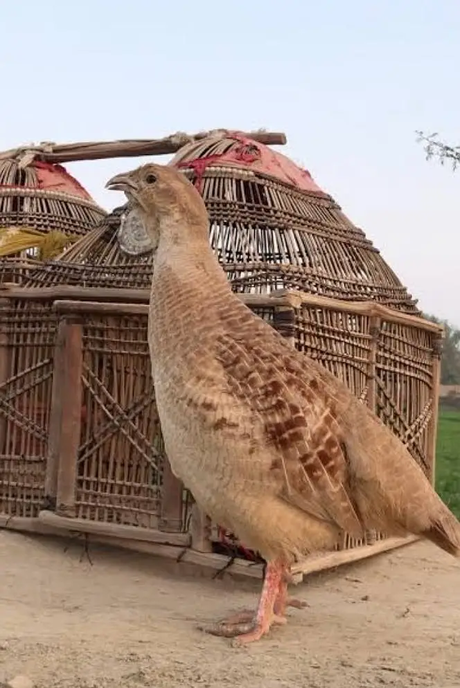 dakhni