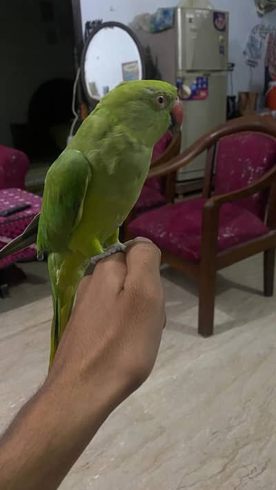 female parrot hand tame