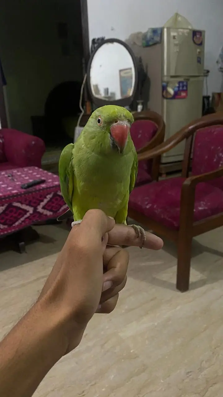 female parrot hand tame — photo 2