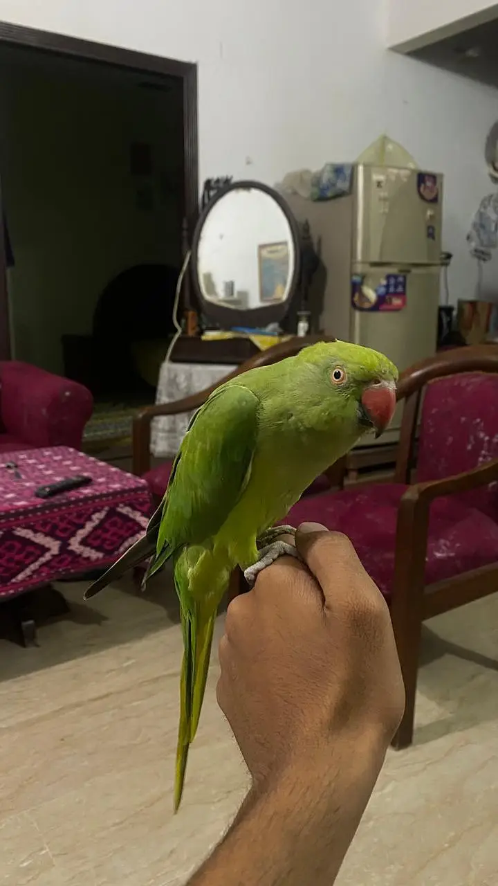 female parrot hand tame — photo 3