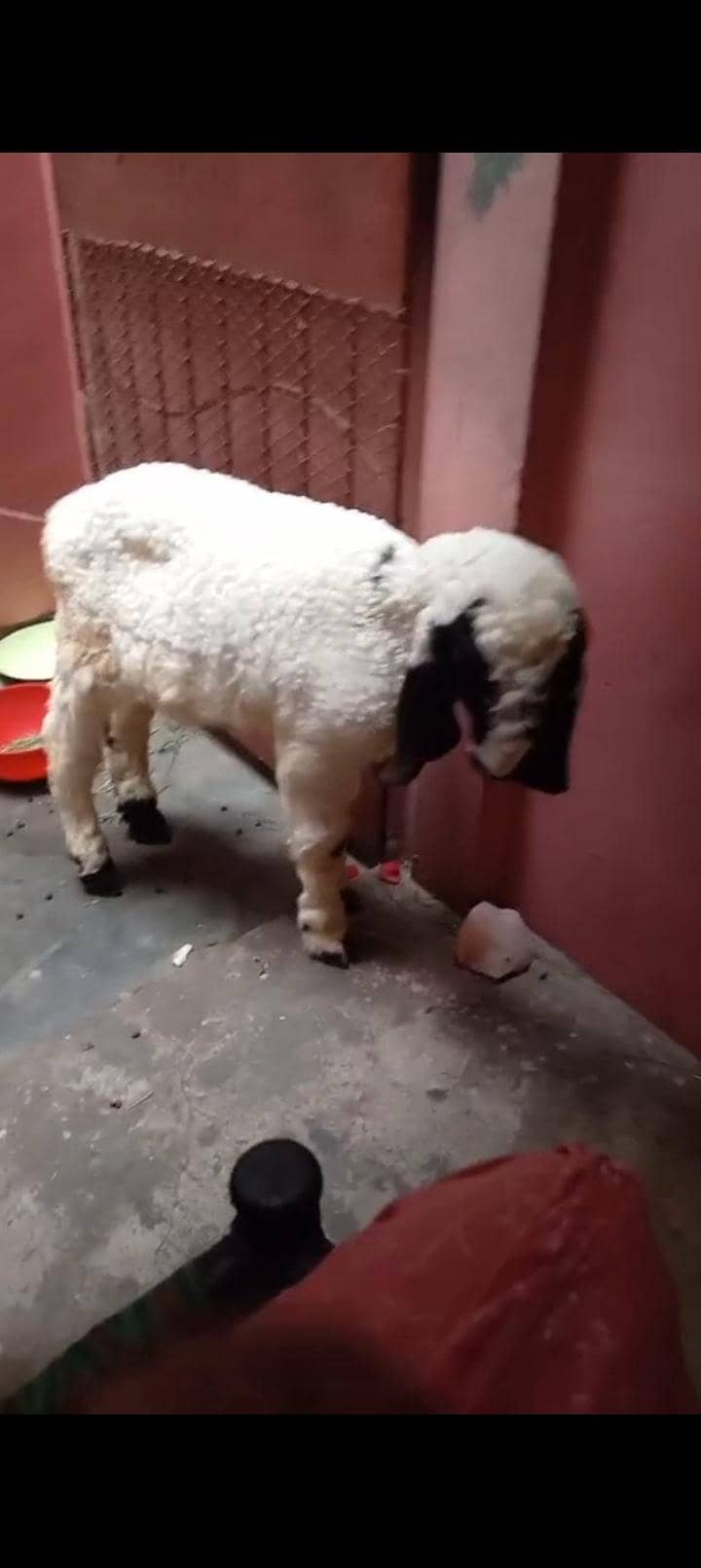 دنبہ سیل کرنا ہے جو خریدنا چاہیں رابطہ کر لیں 0