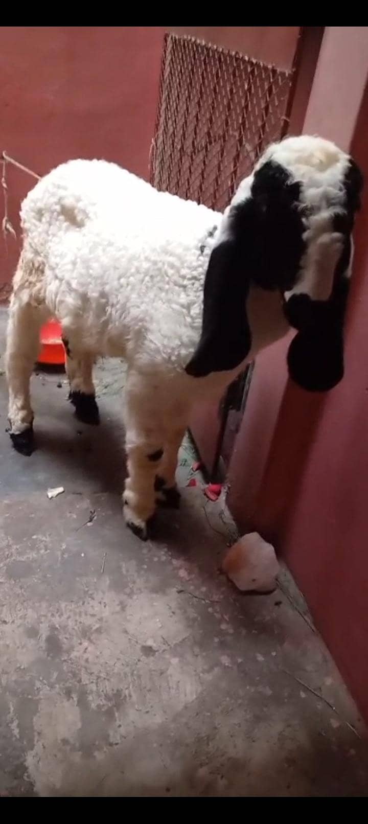 دنبہ سیل کرنا ہے جو خریدنا چاہیں رابطہ کر لیں 2