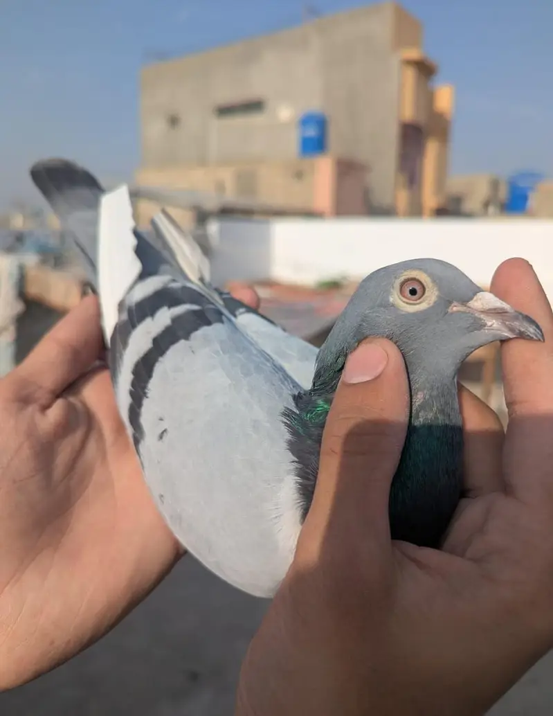 qasid pigeon — photo 4