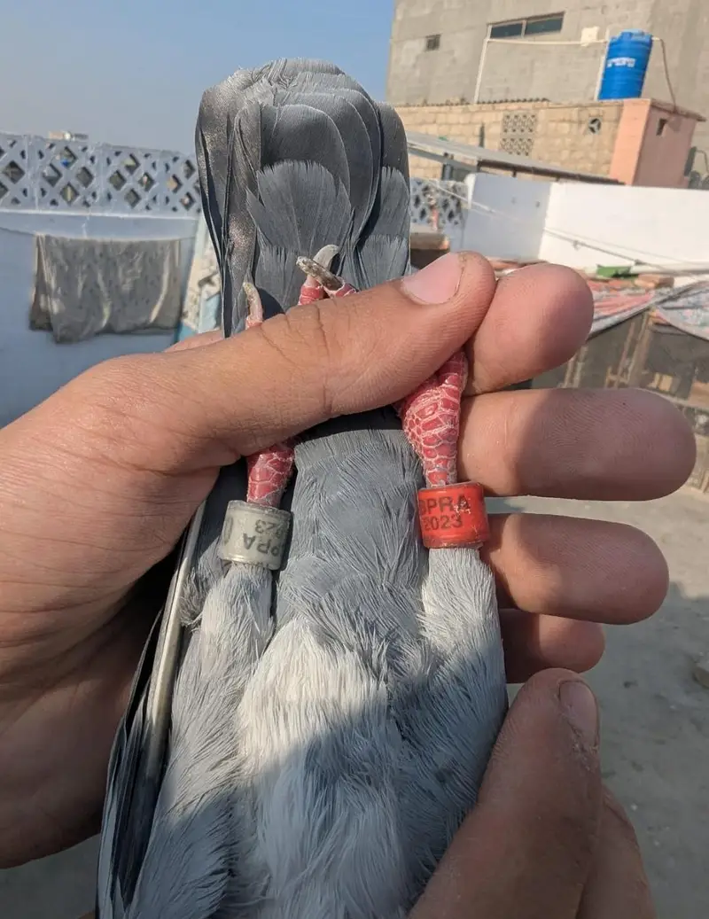 qasid pigeon — photo 5