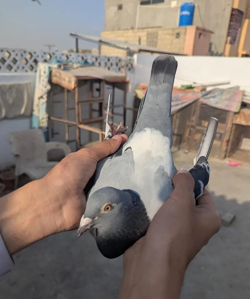 qasid pigeon — photo 6
