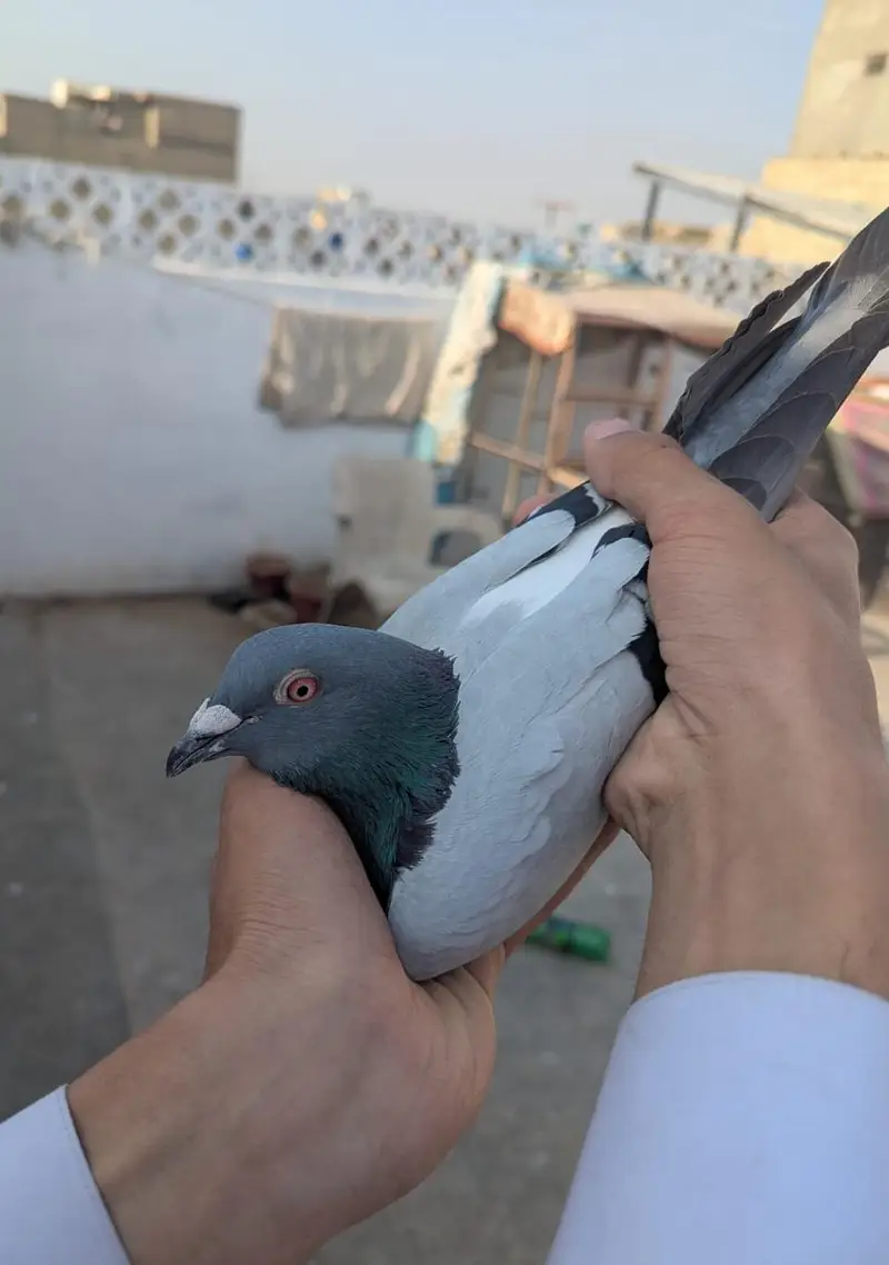 qasid pigeon — photo 7