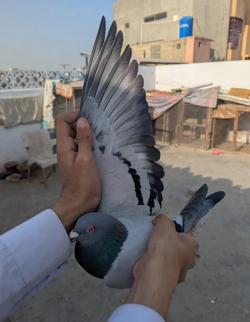 qasid pigeon — photo 8