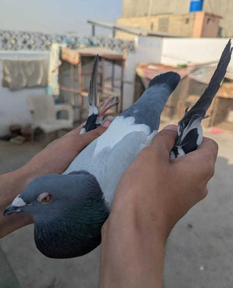 qasid pigeon — photo 9