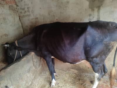 Cow for sale 3 month pregnant and 7 to 8kg milk per day