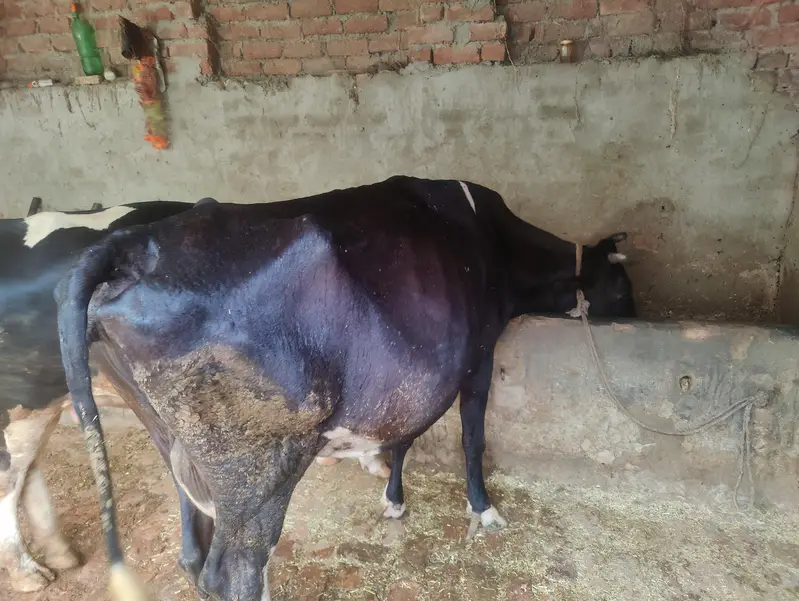 Cow for sale 3 month pregnant and 7 to 8kg milk per day — photo 4