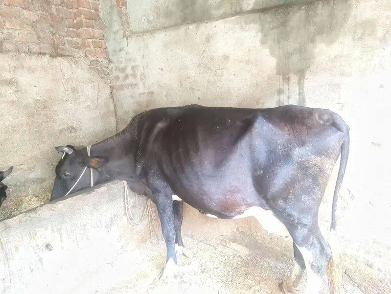 Cow for sale 3 month pregnant and 7 to 8kg milk per day — photo 6
