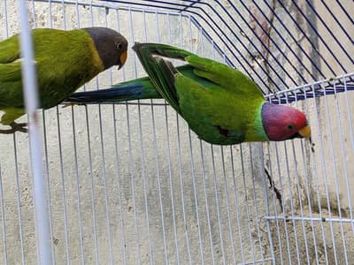 Pulm Headed Breeding Pair 