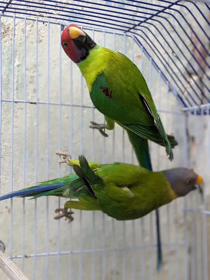 Pulm Headed Breeding Pair  — photo 2