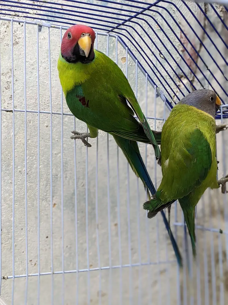 Pulm Headed Breeding Pair  — photo 3
