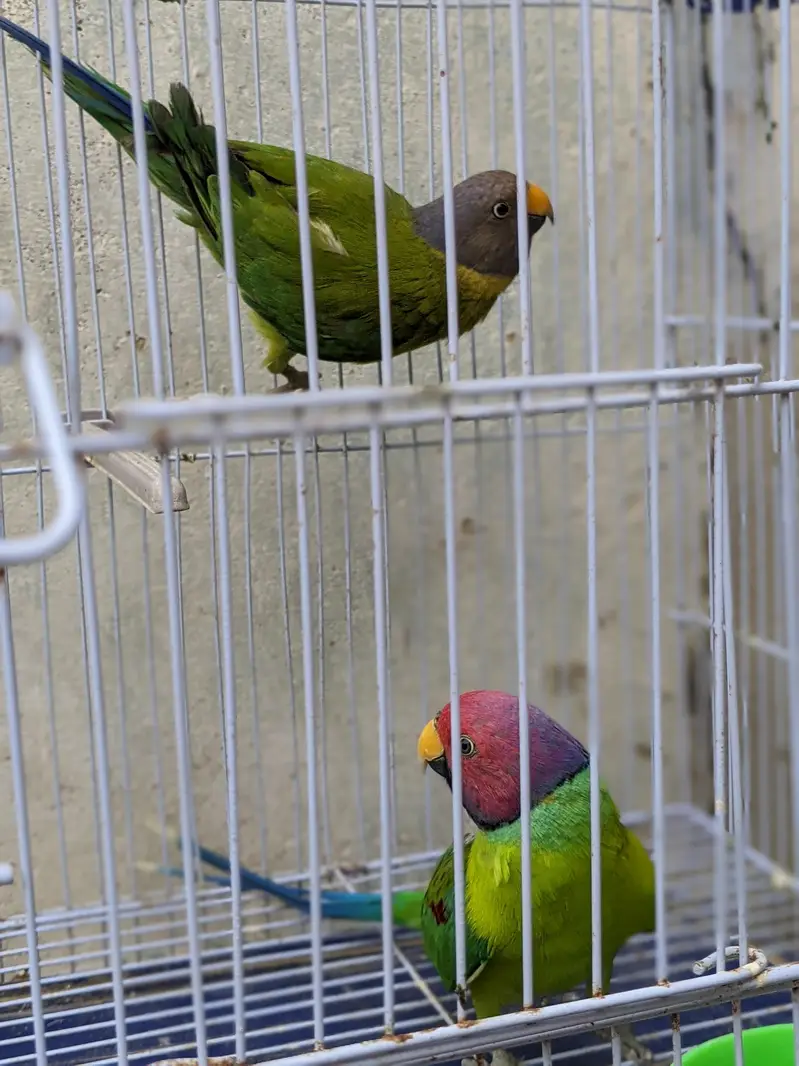 Pulm Headed Breeding Pair  — photo 4