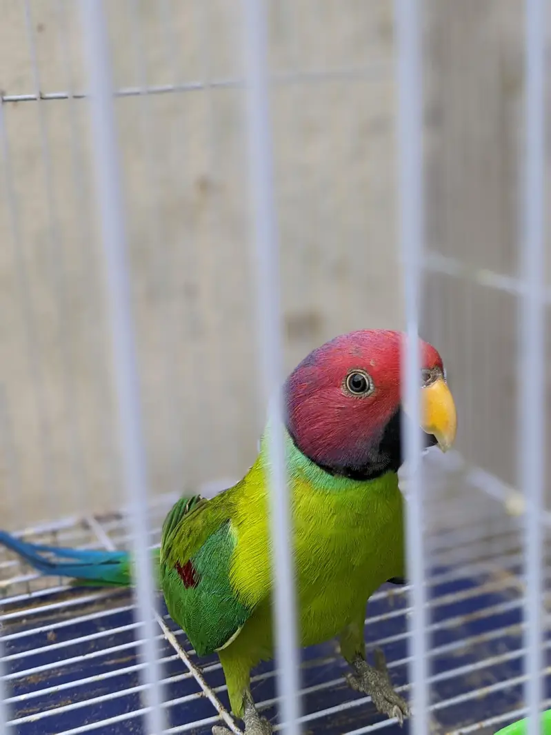 Pulm Headed Breeding Pair  — photo 5