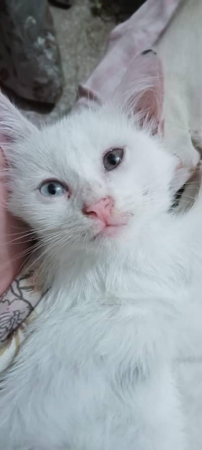 purshain kittens white odd eyes