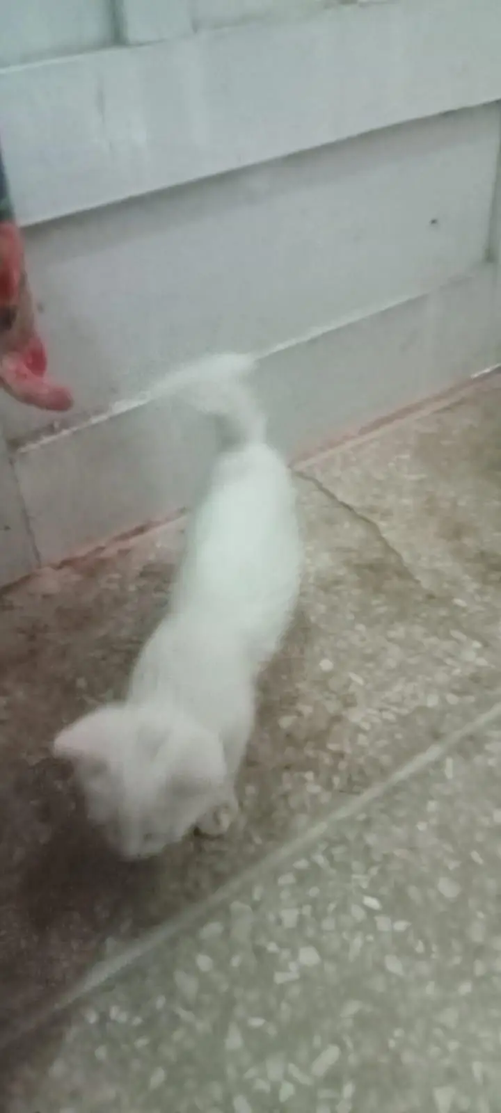 purshain kittens white odd eyes — photo 2