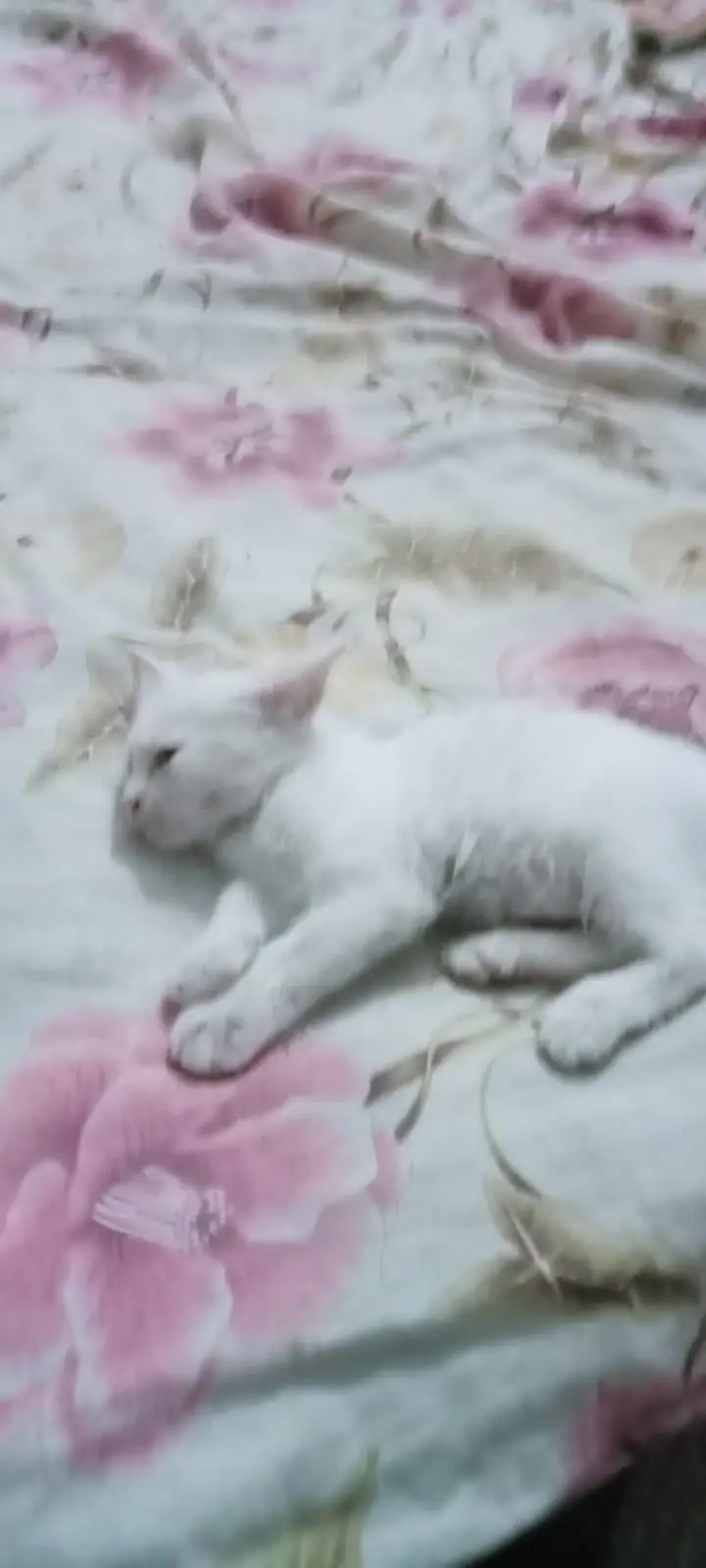 purshain kittens white odd eyes — photo 3