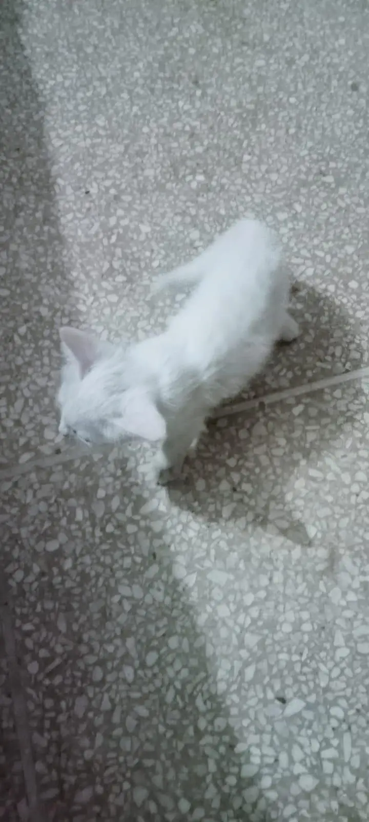 purshain kittens white odd eyes — photo 4