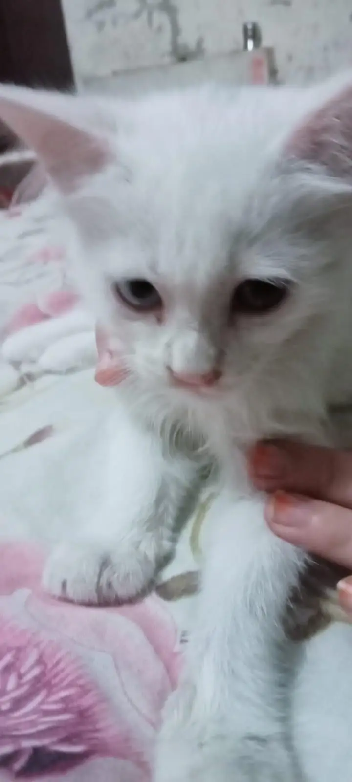 purshain kittens white odd eyes — photo 5