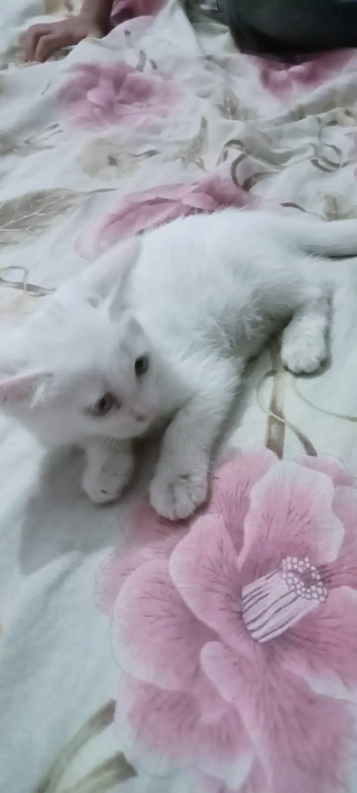 purshain kittens white odd eyes — photo 6