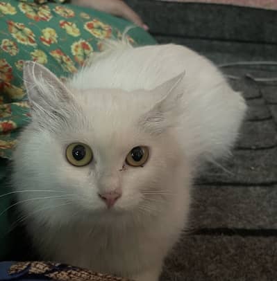 White cat