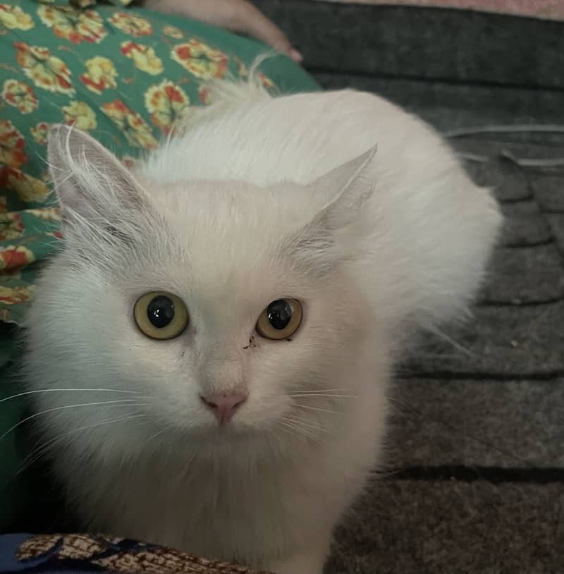 White cat 0