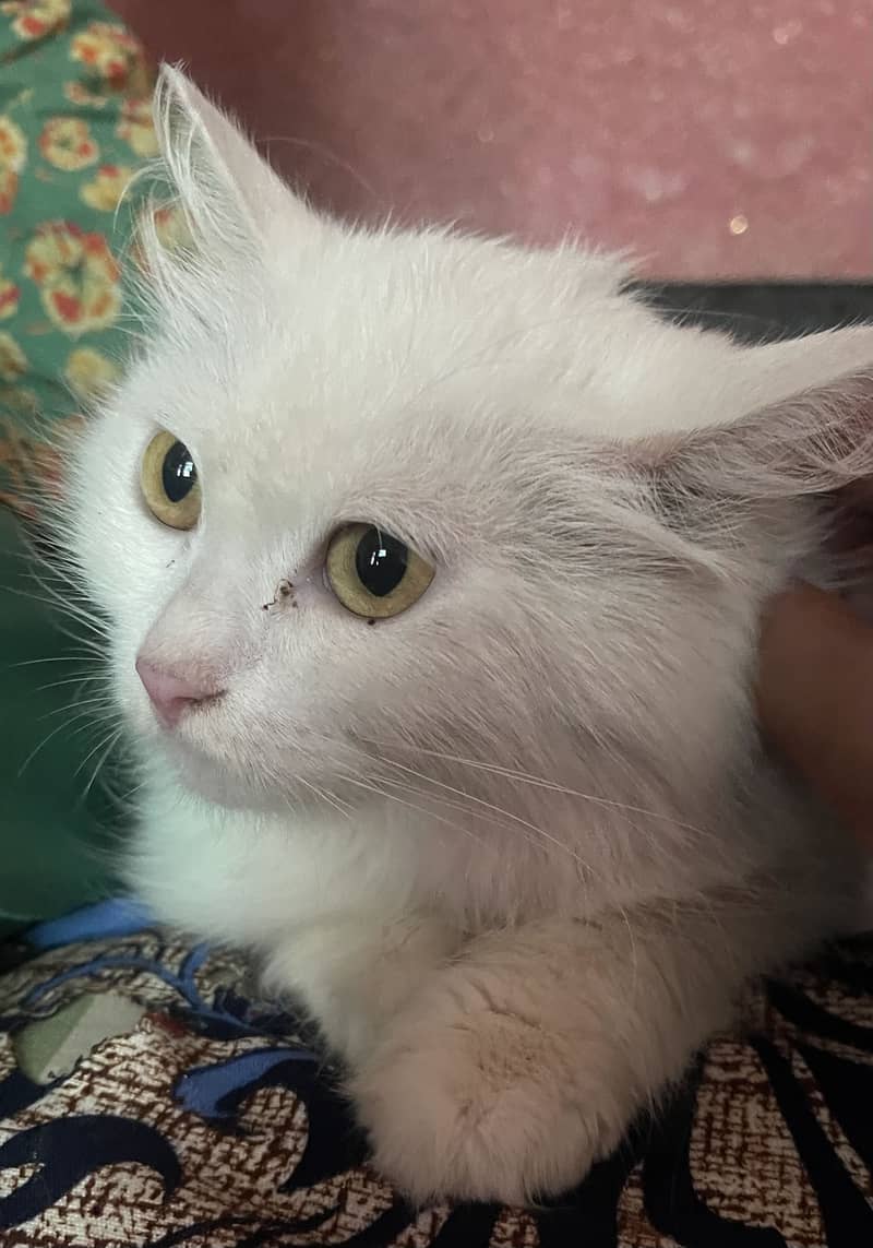 White cat 1