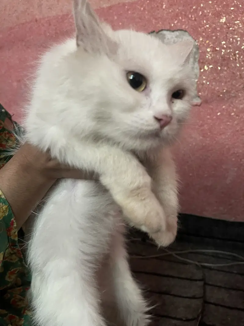 White cat — photo 3