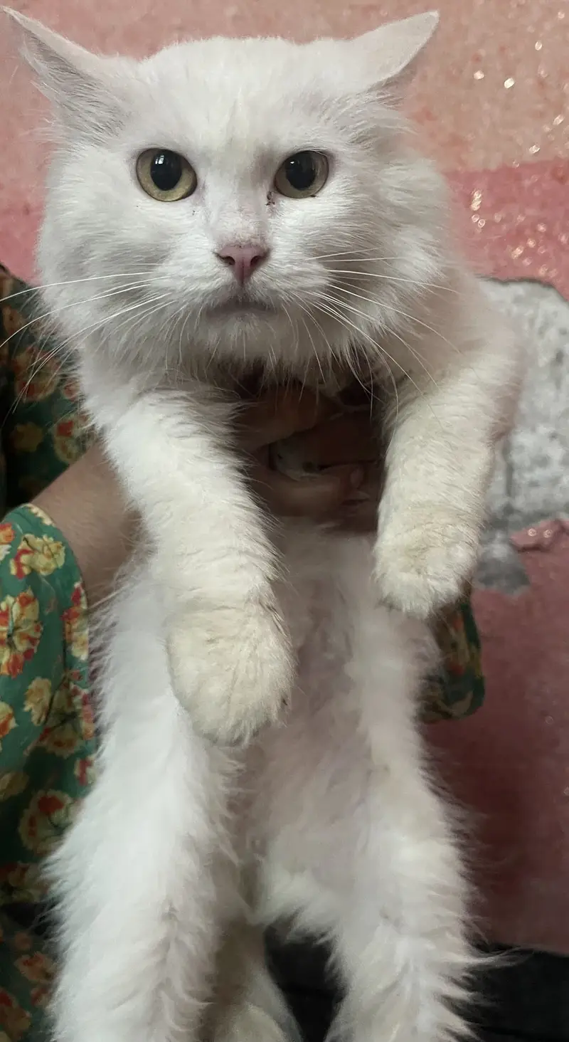 White cat — photo 4