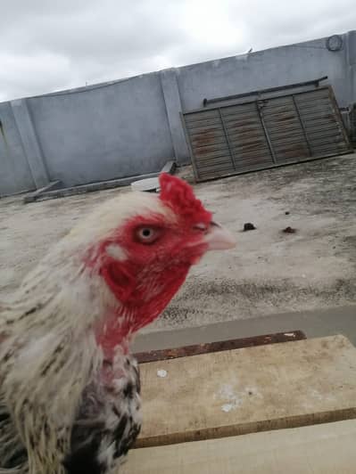 High-Quality Breeder Murga for Sale