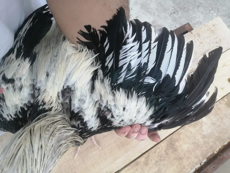 High-Quality ( White Jawa ) Breeder Murga for Sale — photo 2
