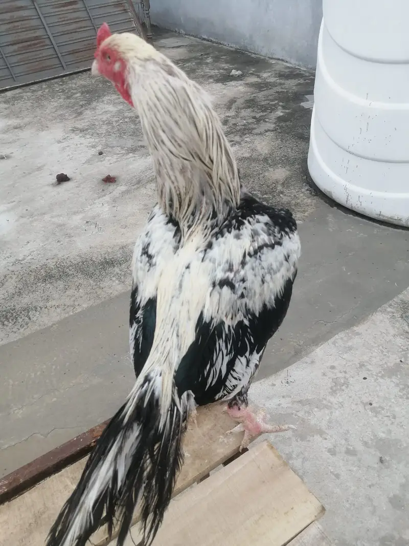 High-Quality ( White Jawa ) Breeder Murga for Sale — photo 3