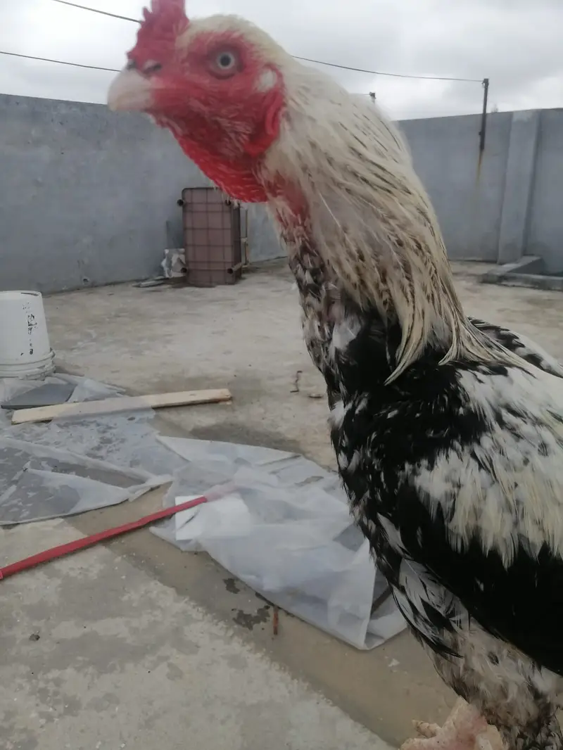 High-Quality ( White Jawa ) Breeder Murga for Sale — photo 4