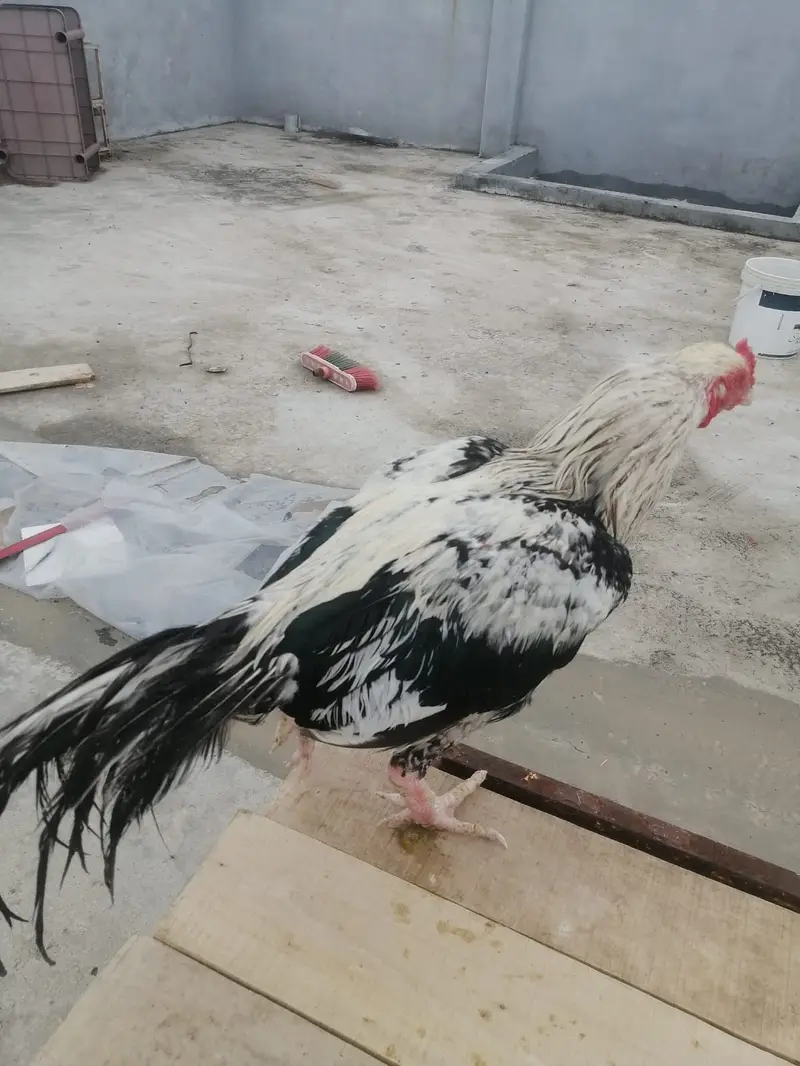 High-Quality ( White Jawa ) Breeder Murga for Sale — photo 5
