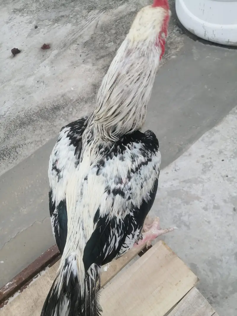 High-Quality ( White Jawa ) Breeder Murga for Sale — photo 6