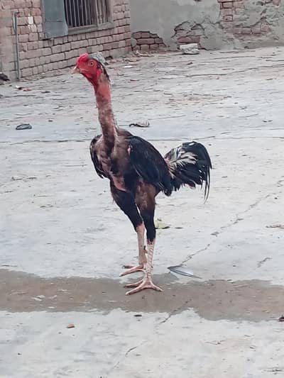 for sale